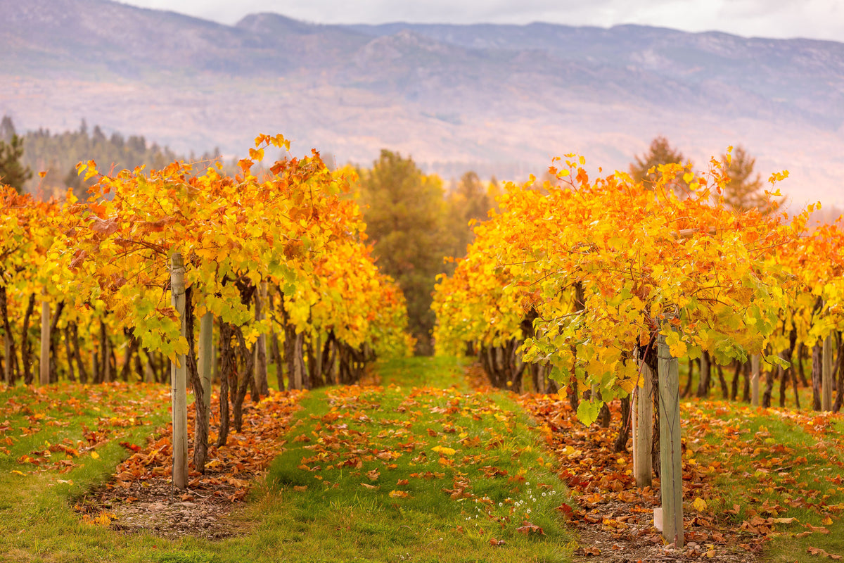 Parenthèse d'Automne